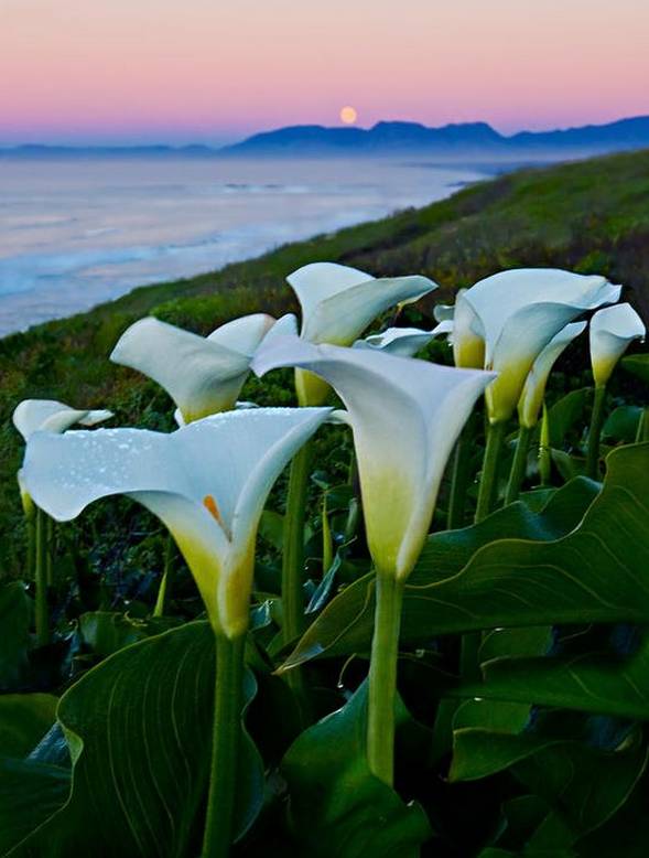 涓浗鍥借姳澶ц祻鍥剧墖,鍥借姳澶ц祻浜氭床鍥剧墖