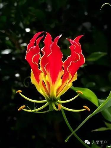 涓浗鍥借姳澶ц祻鍥剧墖,鍥借姳澶ц祻浜氭床鍥剧墖