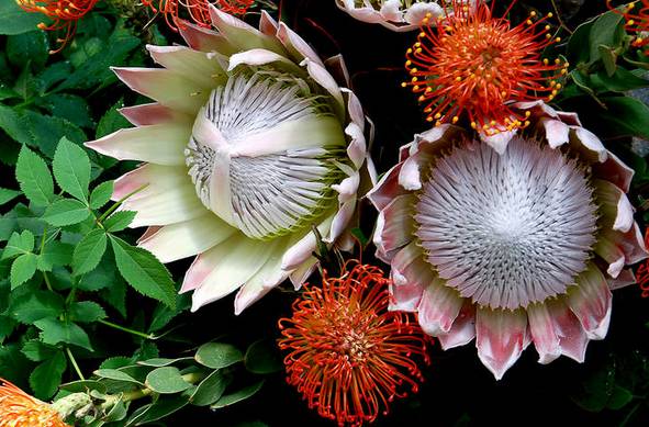 涓浗鍥借姳澶ц祻鍥剧墖,鍥借姳澶ц祻浜氭床鍥剧墖