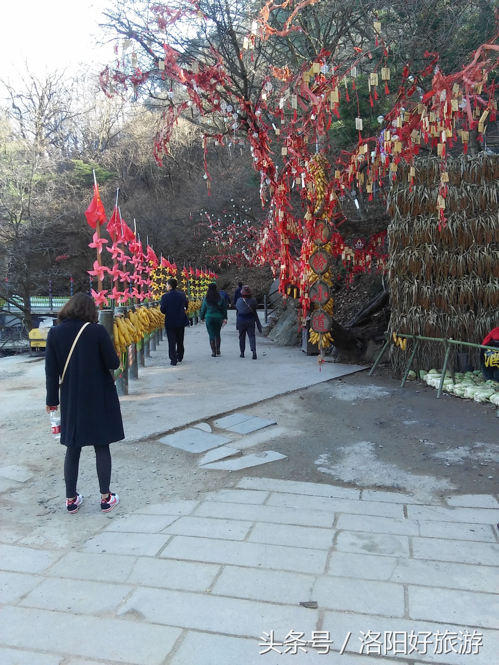 洛阳景区的官方导游词,洛阳老君山导游词4分钟