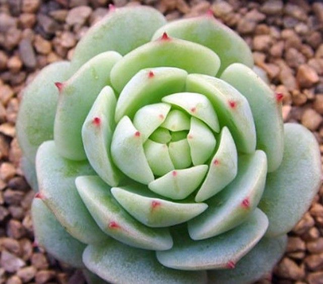 家居养花：多肉植物根系出现腐烂的原因和相应的处理技巧！