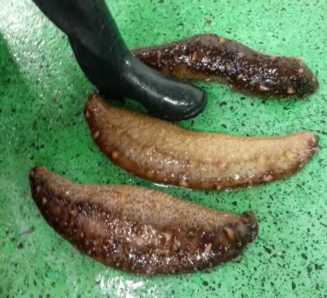 阿拉斯加刺参和加拿大刺参的区别,刺参哪个国家的最好