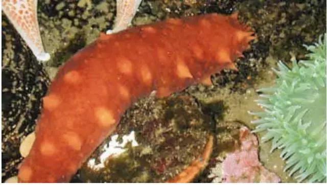 阿拉斯加刺参和加拿大刺参的区别,刺参哪个国家的最好