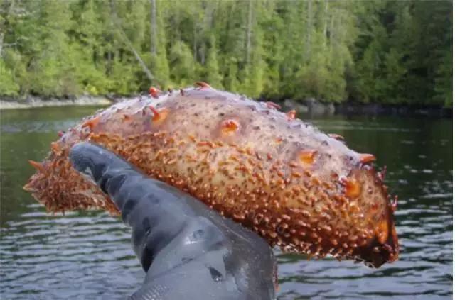 阿拉斯加刺参和加拿大刺参的区别,刺参哪个国家的最好