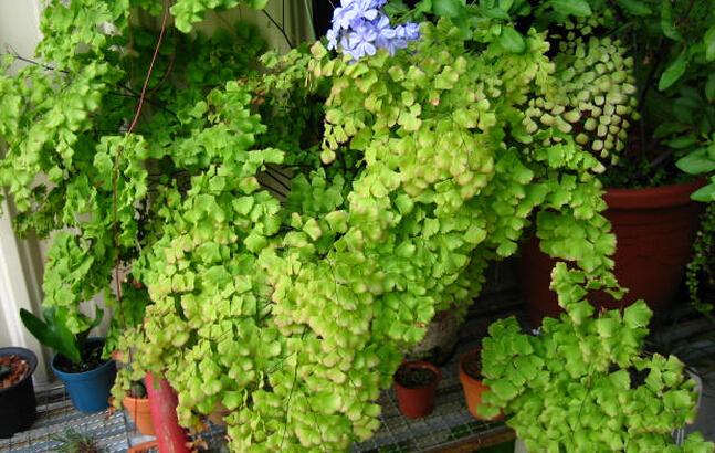 铁线蕨是不是很难养,铁线蕨为什么养不活