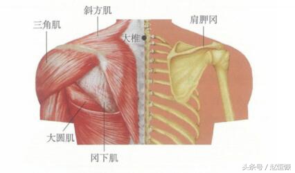 颈肩部疼痛取穴,颈痛穴和腰痛穴
