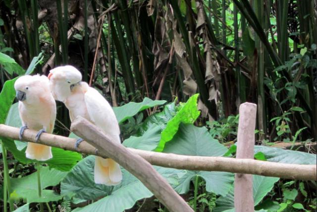 巴厘岛哪些旅游景点值得去旅游 (海岛明珠巴厘岛旅游)