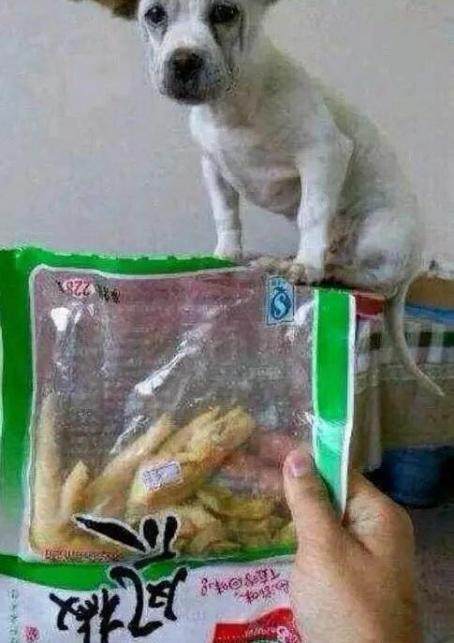 狗狗嘴馋,狗狗吃盐焗鸡爪