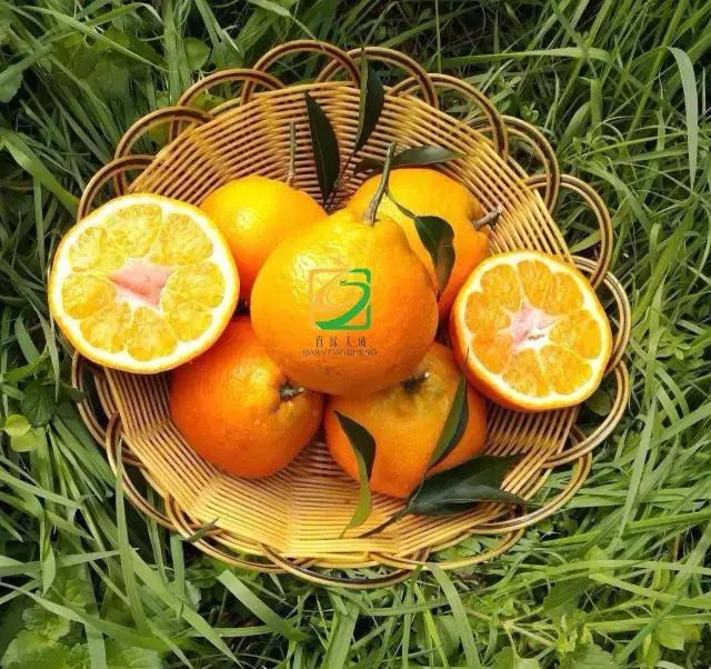 闃冲厜娴翠竴鏃ユ父鏀荤暐,闃冲厜娴翠竴鏃ユ父