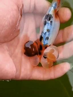 罕见皇冠珍珠，极品观赏鱼！肉瘤大小和价格关系解读