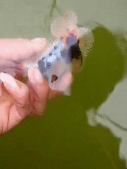 罕见皇冠珍珠，极品观赏鱼！肉瘤大小和价格关系解读