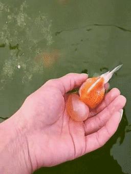 罕见皇冠珍珠，极品观赏鱼！肉瘤大小和价格关系解读