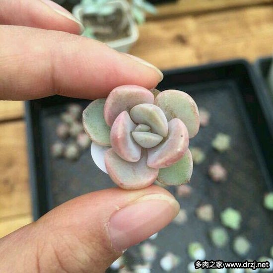 多肉品种是怎么杂交出来的,跨物种杂交成功的有哪些