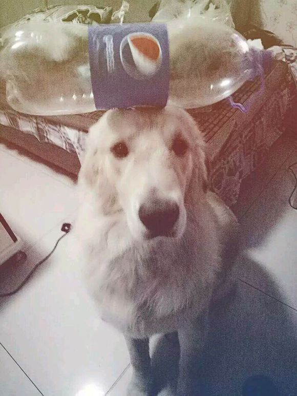 养只金毛有什么好处,养一只金毛真实感受