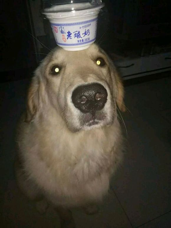 养只金毛有什么好处,养一只金毛真实感受