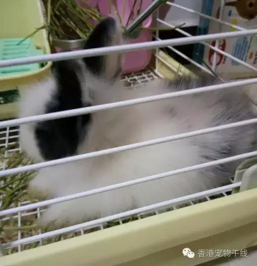 怎样才能让兔兔喜欢你,怎么让兔兔爱上你