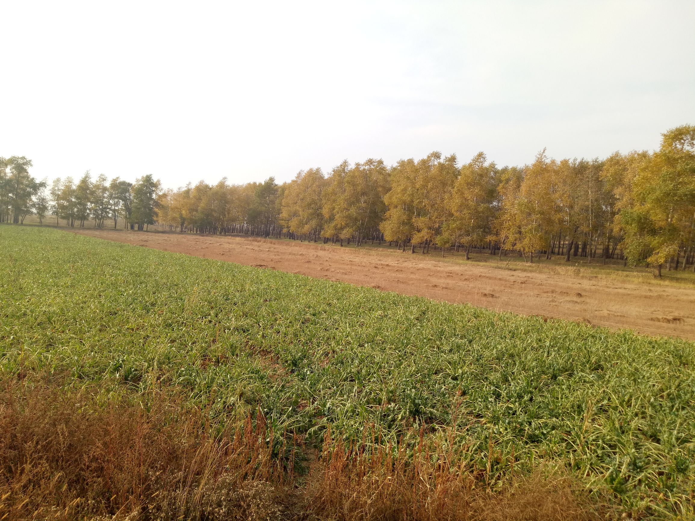 张北的草原天路之旅,张北天路攻略