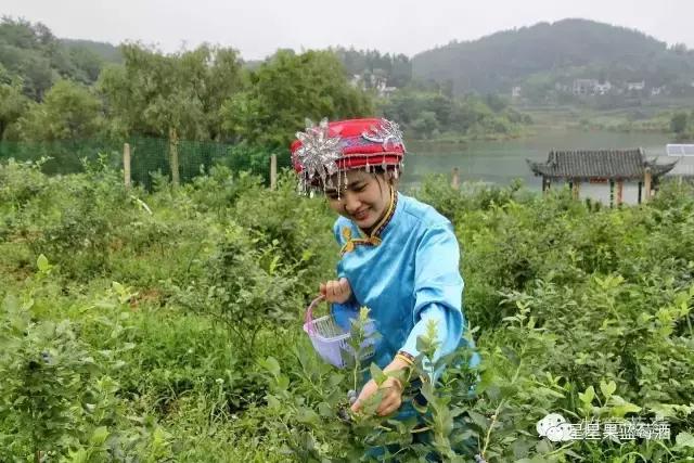 好喝的蓝莓酒营养价值,好喝的蓝莓酒