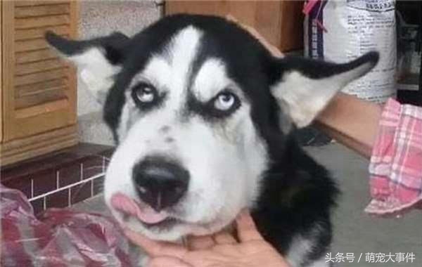 被蜜蜂蜇的狗狗原视频,黑狗狗被蜜蜂蜇了