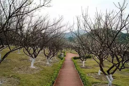 元旦跨年广州去哪玩免费,元旦去哪儿玩广州附近