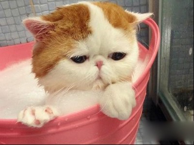 如何给猫洗澡教程,如何给猫洗澡不伤人