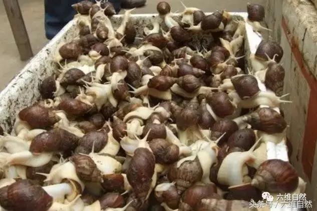 非洲大蜗牛，在非洲居然是一道不可少的美味菜式！