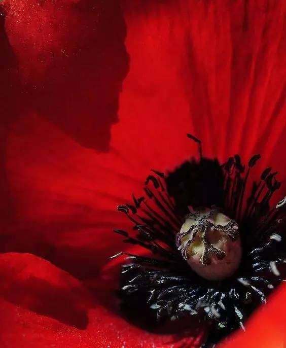 新年赏国花,世界各地最美的国花