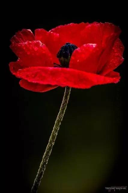 新年赏国花,世界各地最美的国花