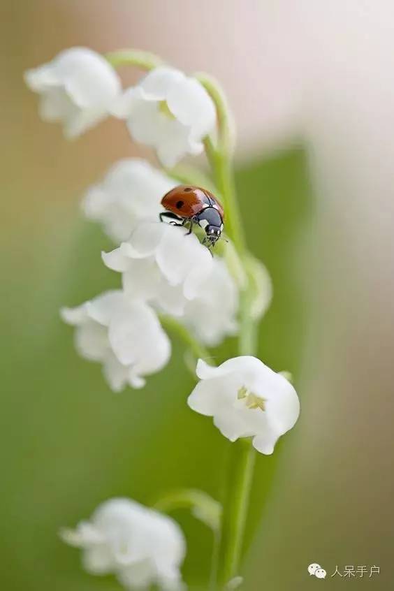 新年赏国花,世界各地最美的国花