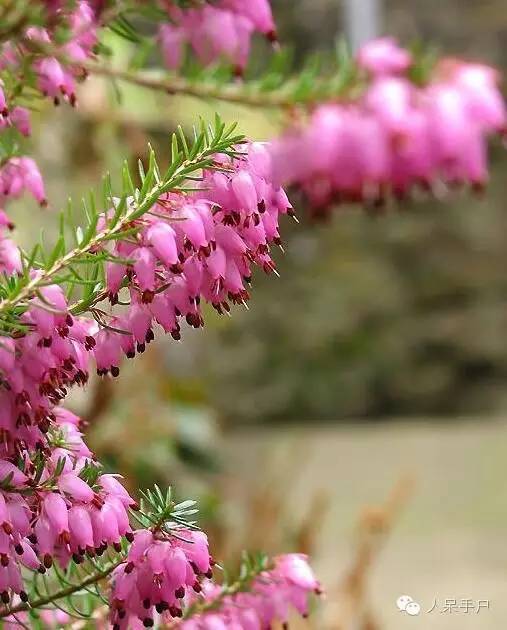 新年赏国花,世界各地最美的国花