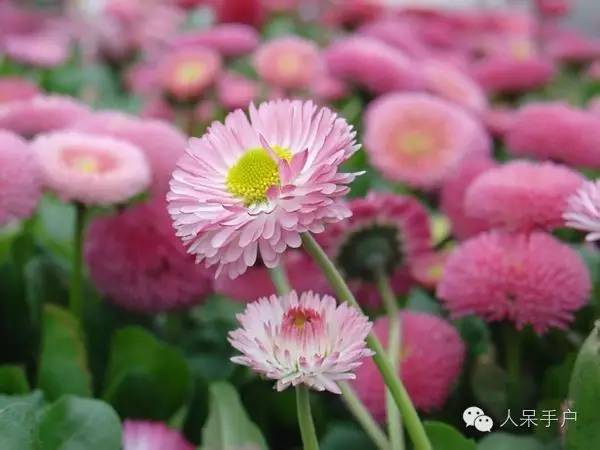 新年赏国花,世界各地最美的国花