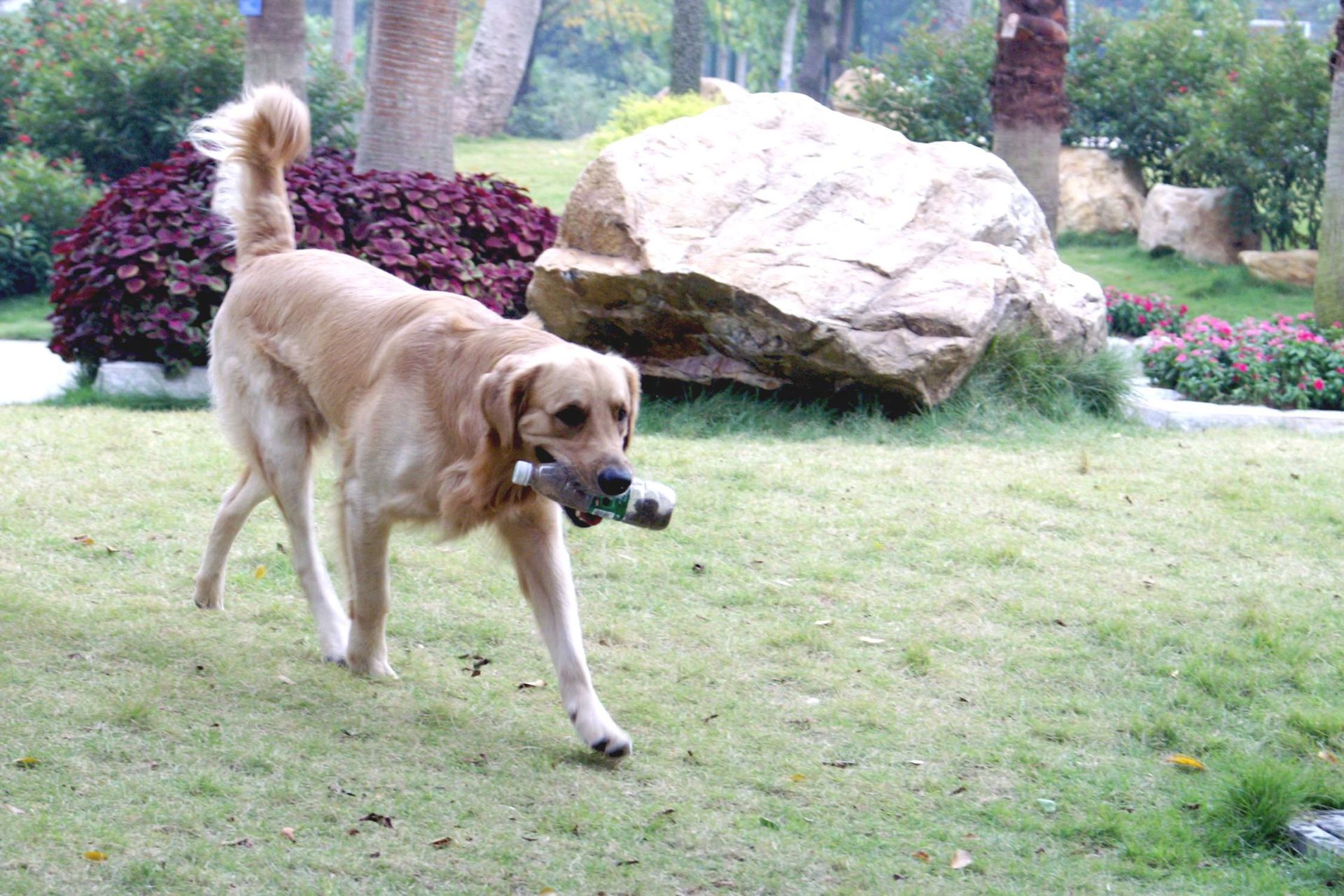 金毛犬高智商的5个表现,高智商的金毛犬视频