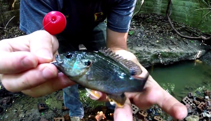 男子用迷你鱼竿钓鱼,农村小伙用鱼竿钓到鱼