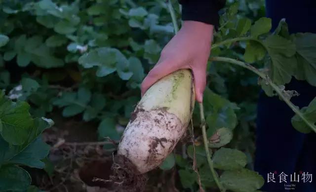 我心中的理想国,每个人心中都有一个理想国