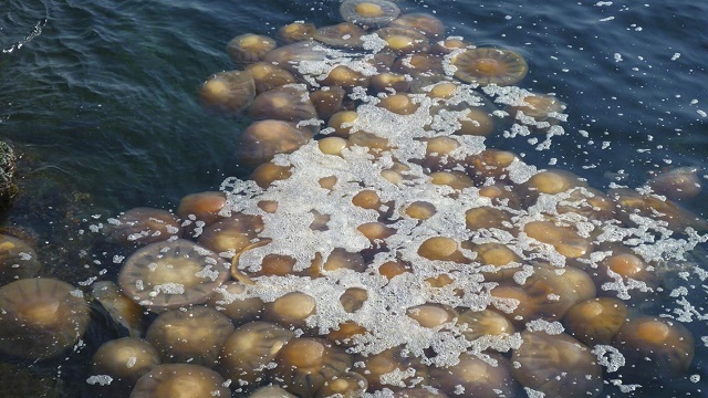 生物大灭绝是由什么原因引起的,世界上巨型海洋动物的未解之谜