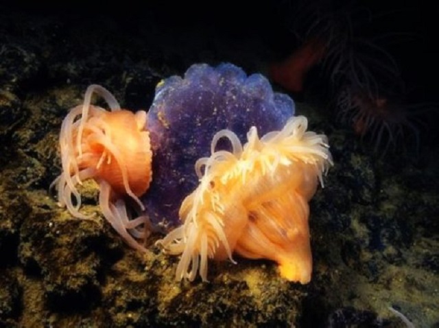 生物大灭绝是由什么原因引起的,世界上巨型海洋动物的未解之谜