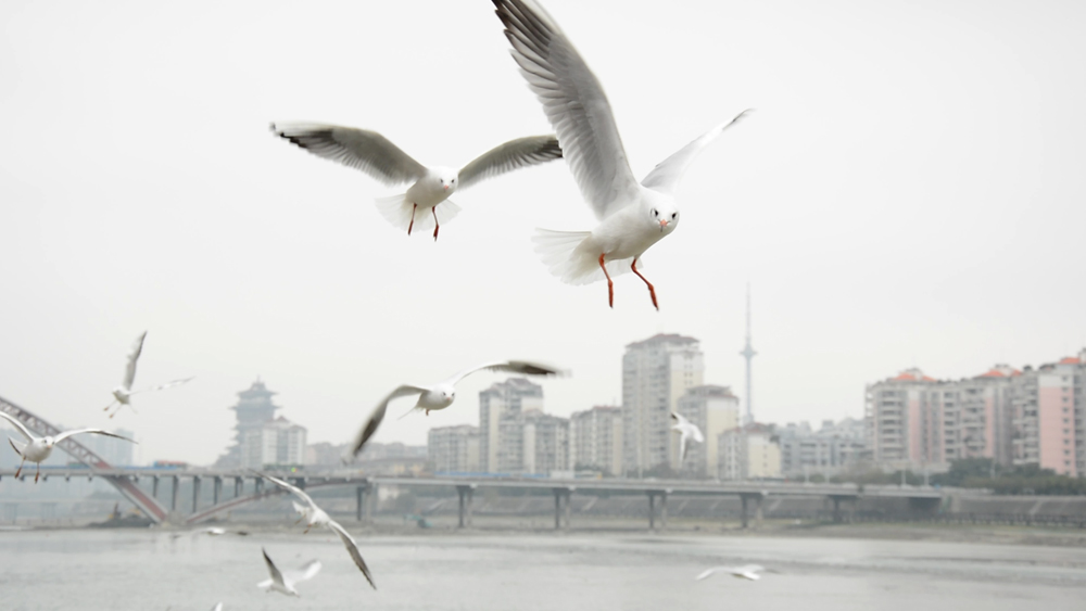 空中的朋友，你想要带这手环吗