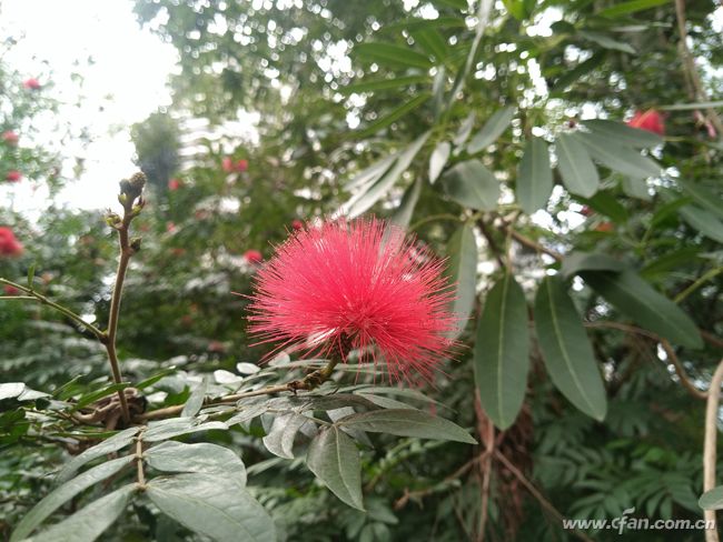 金立6999元,499元的金立手机2012年