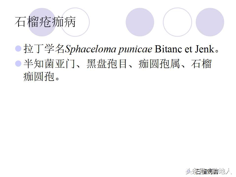 石榴虫害叶子卷曲,石榴虫害最佳防治方法