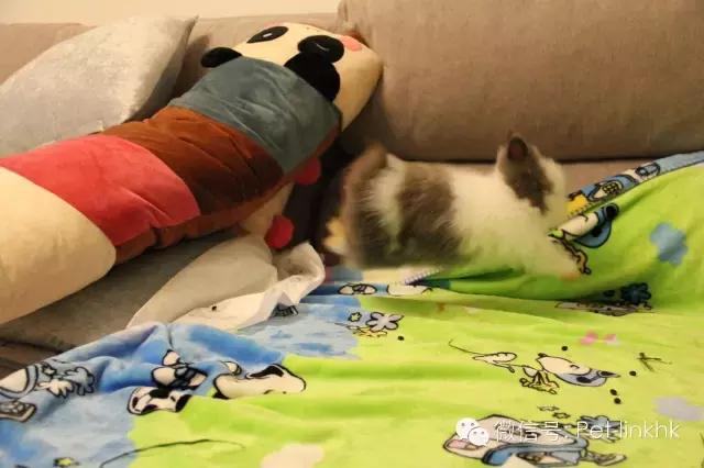 如何驯服不听话的对象,如何征服一匹不听话的马