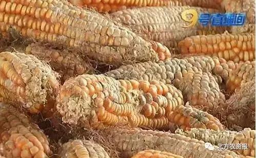 楂樹环鐜夌背绉嶅瓙,闇夊彉鐜夌背鍘傚