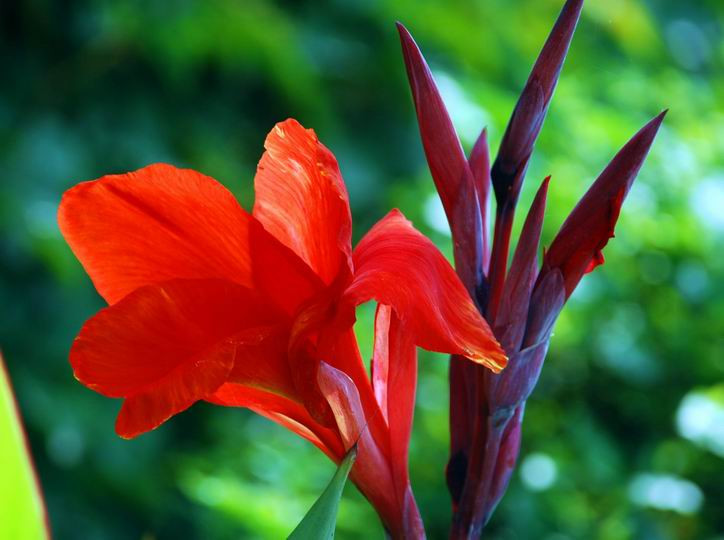 30种小植物,有大作用却很少有人知道的植物
