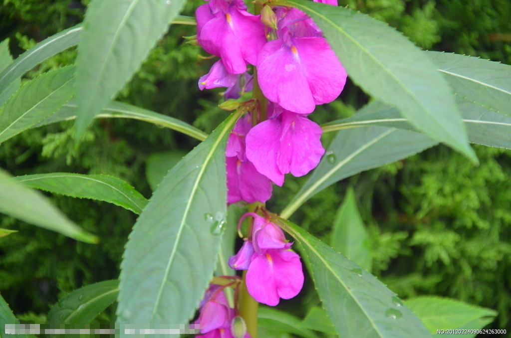 30种小植物,有大作用却很少有人知道的植物