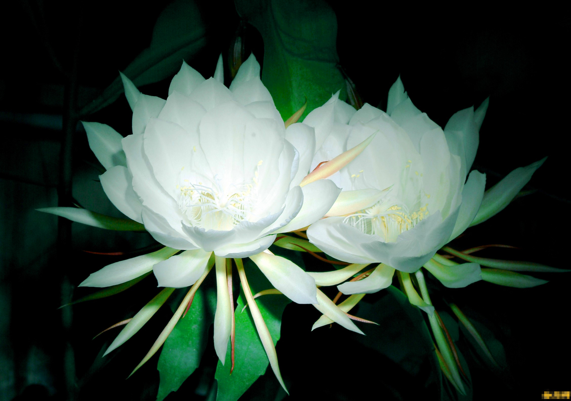 30种小植物,有大作用却很少有人知道的植物