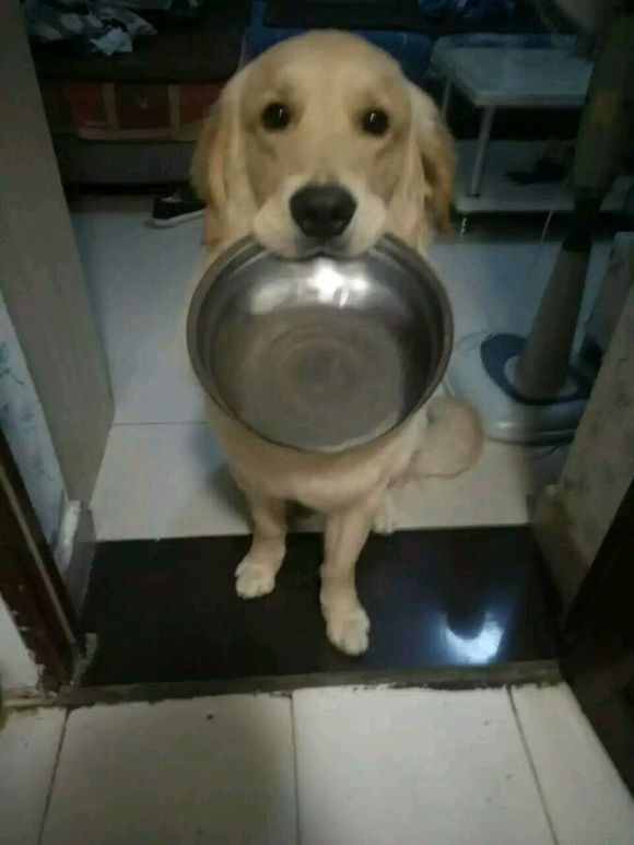 养只金毛有什么好处,养一只金毛真实感受