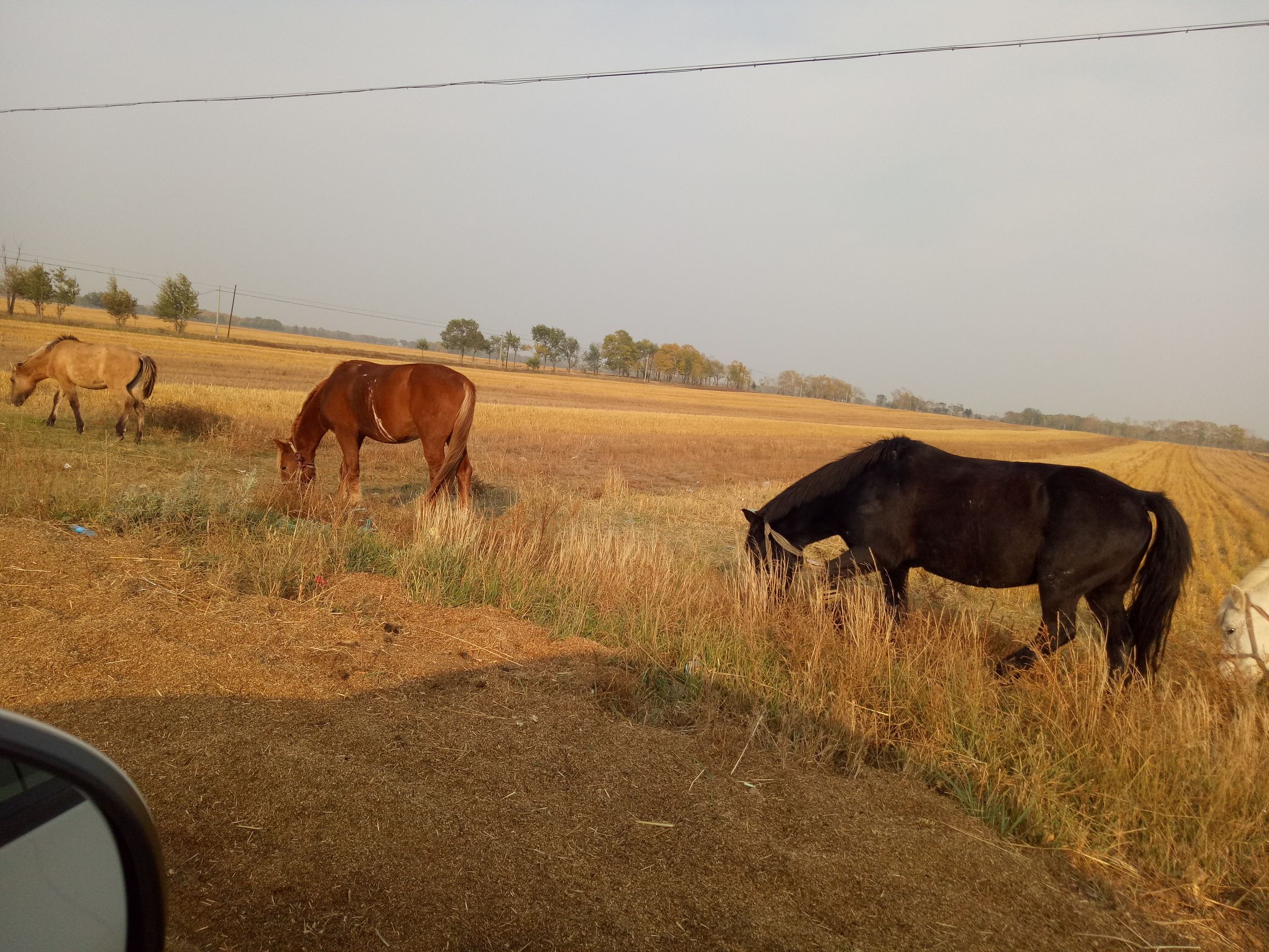 张北的草原天路之旅,张北天路攻略
