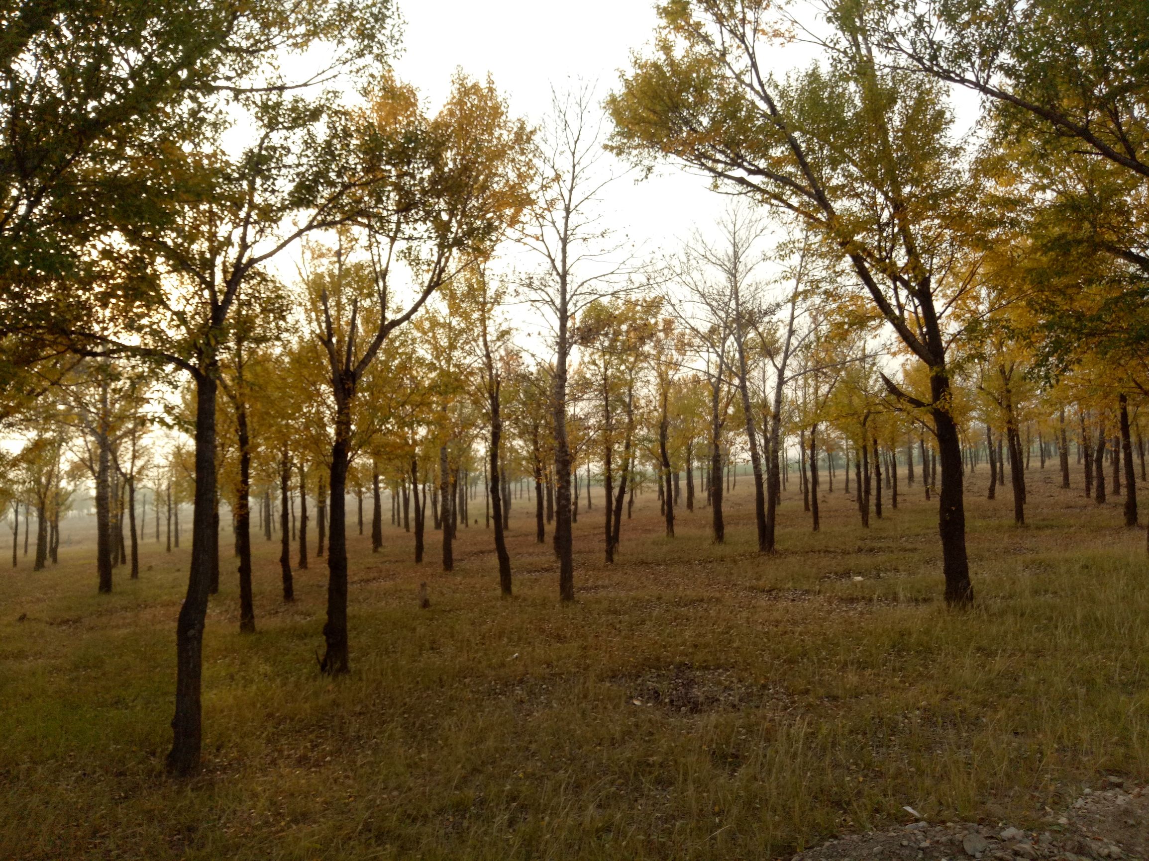 张北的草原天路之旅,张北天路攻略