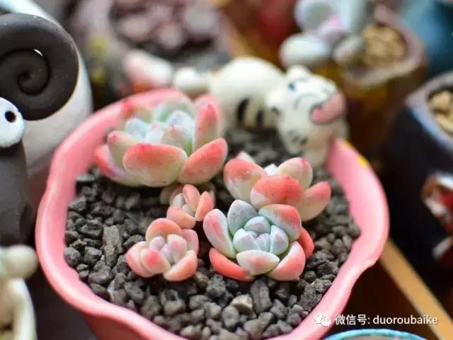 养肉路上不孤独，这些多肉趣事，你遇到过吗？