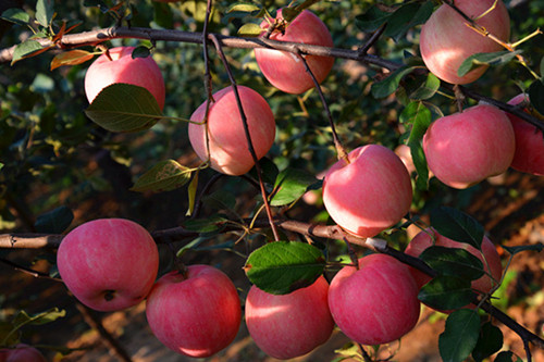 栖霞和南京栖霞,南京栖霞区和烟台栖霞市对比