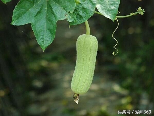 丝瓜的水还可以用来美容补水,丝瓜水有美白功效吗